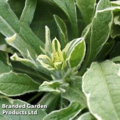 Knautia Macedonica 'Thunder And Lightning'