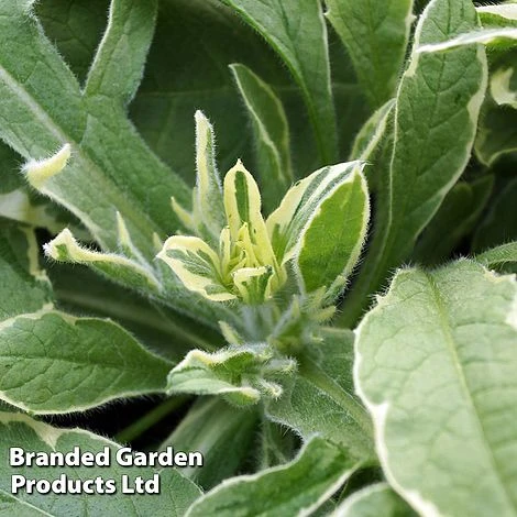 Knautia Macedonica 'Thunder And Lightning'