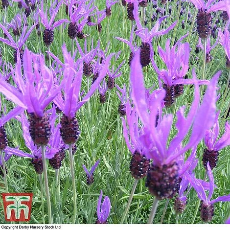 Lavender 'Flaming Purple' - Image 2