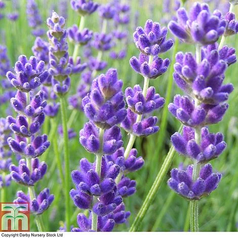 Lavender 'Havana' - Image 3