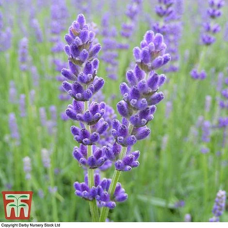 Lavender 'Havana' - Image 8