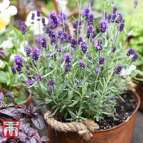 Lavender 'Havana' - Image 2