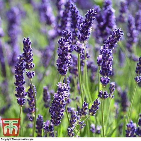 Lavender 'Havana' - Image 5