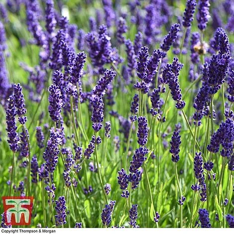 Lavender 'Havana' - Image 6