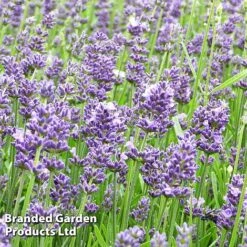 Lavender Angustifolia Essence Purple