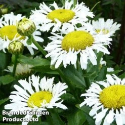 Leucanthemum X Superbum Lacrosse