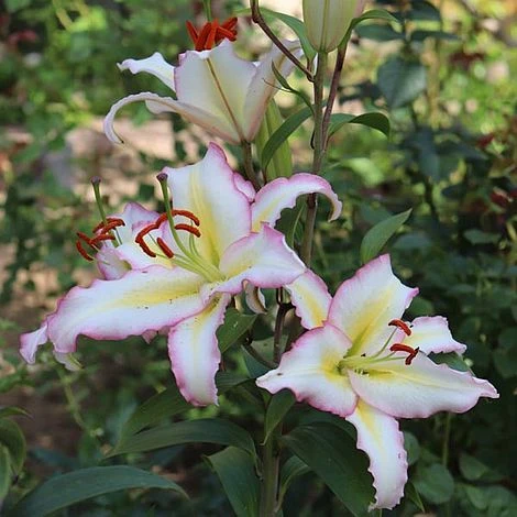 Lily 'Primrose Hill' - Image 4