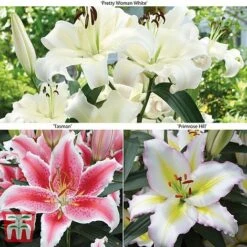 Lily 'Giant Flowered Collection'
