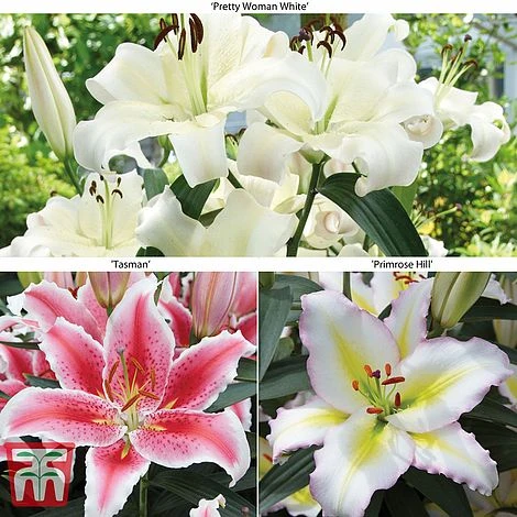 Lily 'Giant Flowered Collection'