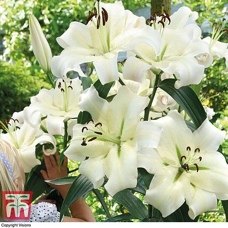 Lily 'Giant Flowered Collection' - Image 2