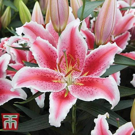 Lily 'Giant Flowered Collection' - Image 3