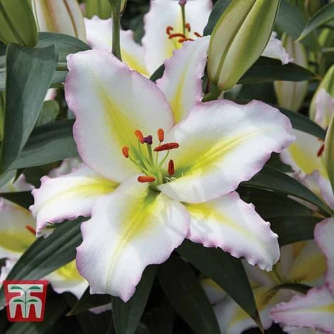 Lily 'Giant Flowered Collection' - Image 4