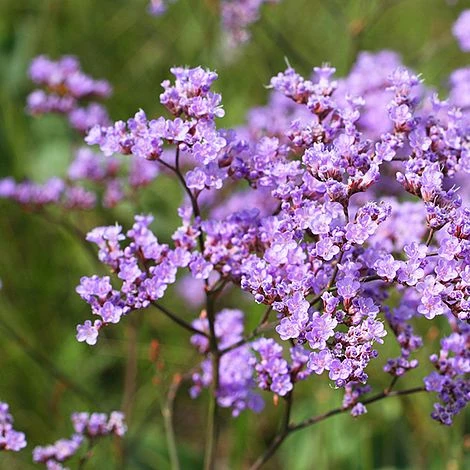 Limonium Gmelinii - Image 2