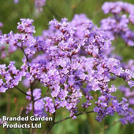 Limonium Gmelinii