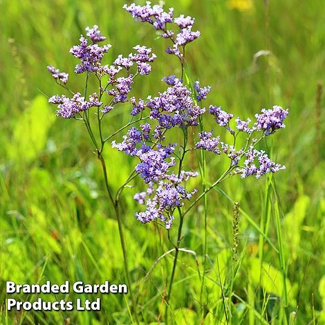 Limonium Gmelinii - Image 3
