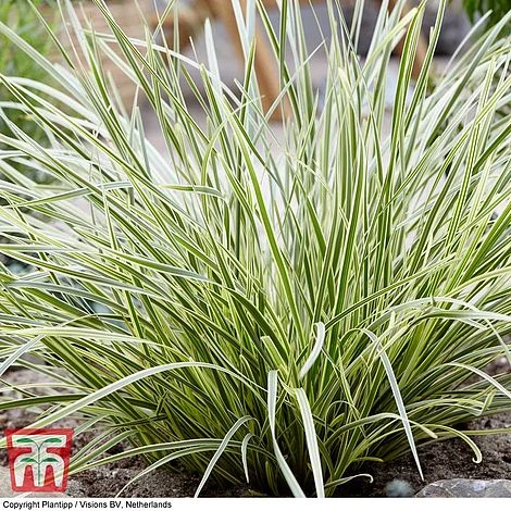 Lomandra 'White Sands' - Image 2