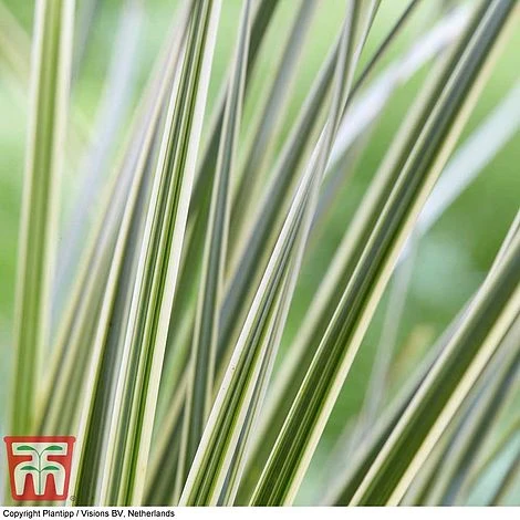 Lomandra 'White Sands' - Image 5