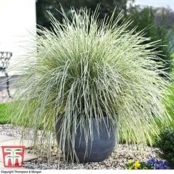 Lomandra 'White Sands'