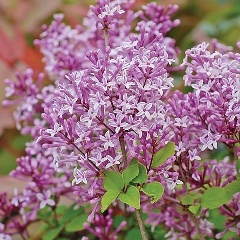Lilac 'Palibin' (Standard) - Image 2