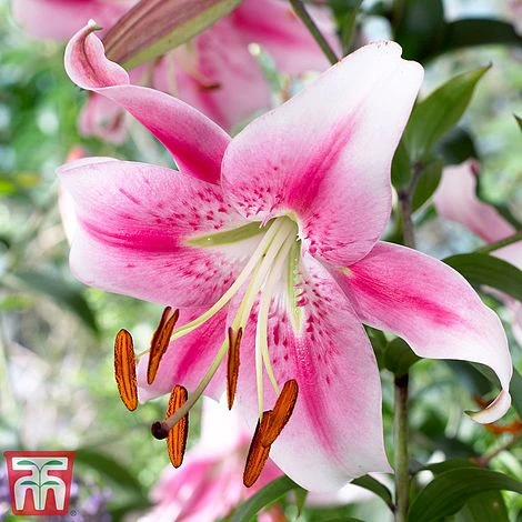 Towering Tree Lily Collection - Image 5