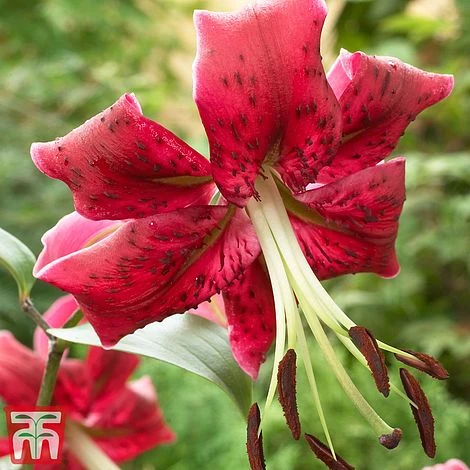 Towering Tree Lily Collection - Image 2