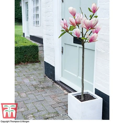 Magnolia 'Red Lucky' (Standard) - Image 2