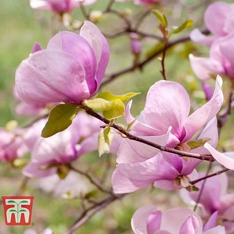 Magnolia 'George Henry Kern' - Image 2