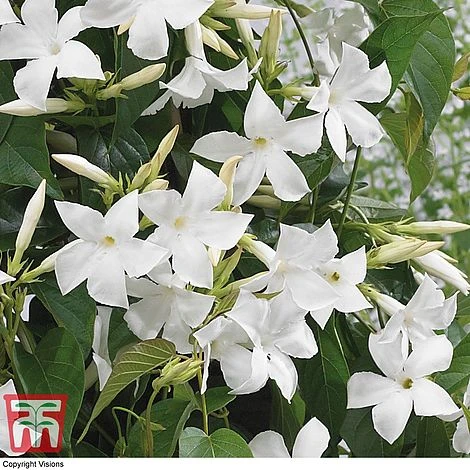 Mandevilla Sanderi 'Bloom Bells® White' - Image 2