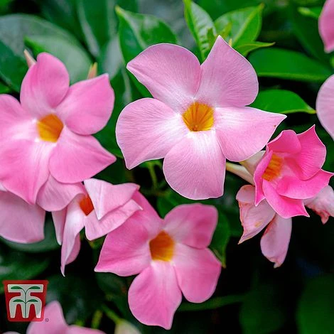 Mandevilla Sanderi 'Bloom Bells® Pink' - Image 2