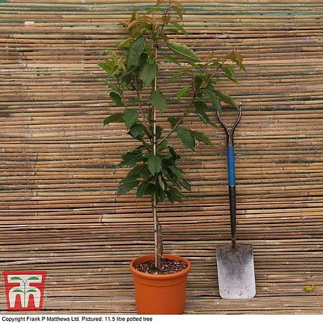 Prunus 'Snow Showers' - Image 2