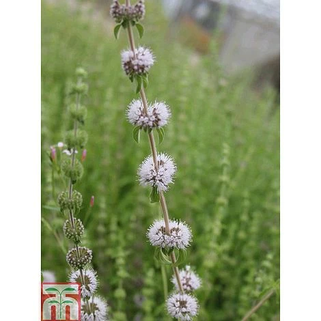 Mentha Pulegium (Marginal Aquatic) - Image 3