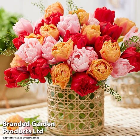 Spring Saver Bulb Collection - Image 2