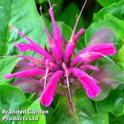 Monarda 'Mohawk'