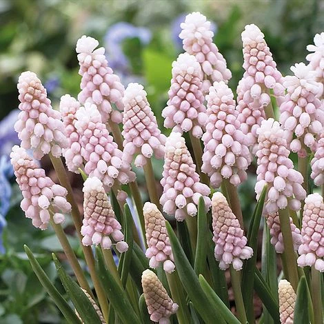 Muscari Duo - Image 2