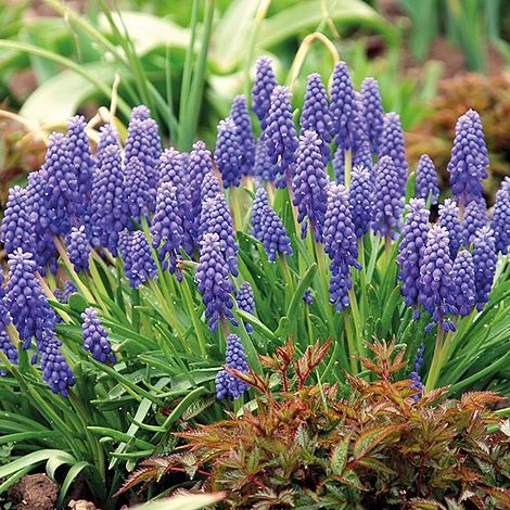 Muscari Duo - Image 3