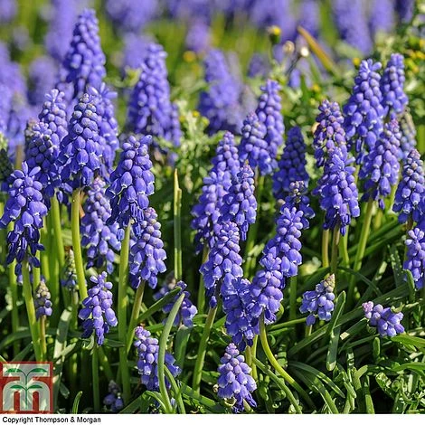 Bumper Spring Bulb Collection - Image 7