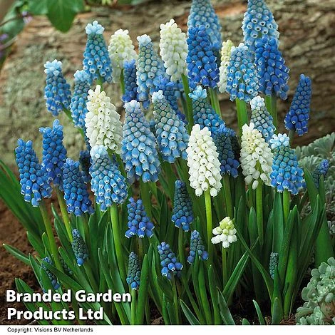 Spring Bulb Beach Collection - Image 2