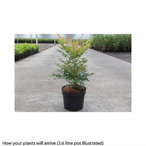 Nandina Domestica 'Gulfstream' - Image 2