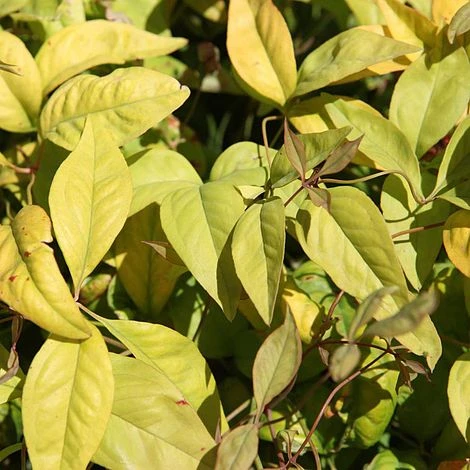 Nandina Domestica 'Fire Power' - Image 2