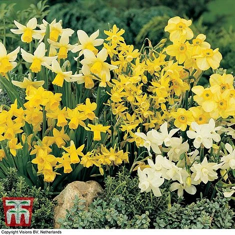 Narcissus Ultimate Collection - Image 2
