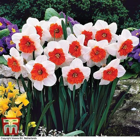 Narcissus Ultimate Collection - Image 3