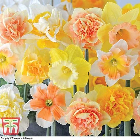 Narcissus Ultimate Collection - Image 5