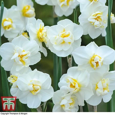 Narcissus 'Cheerfulness Duo' - Image 3