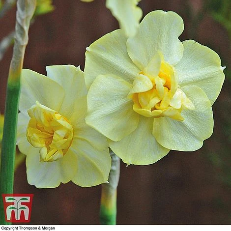 Narcissus 'Cheerfulness Duo' - Image 2
