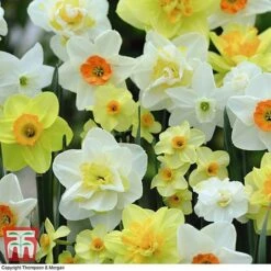 Narcissus 'Spring Flowering Mix'