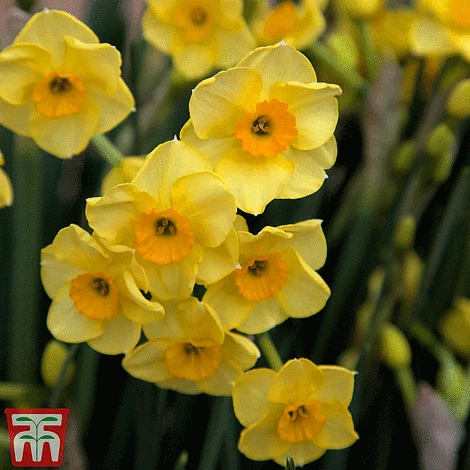 Narcissus Collection - Image 2