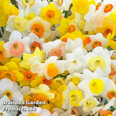 Narcissus 'Cupped' - Image 2