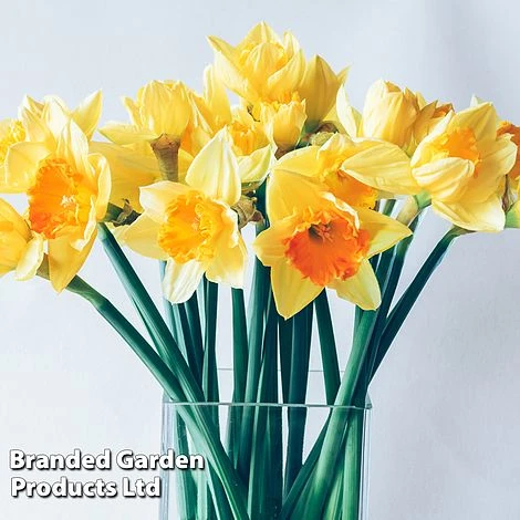 Narcissus 'Cupped' - Image 5