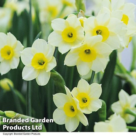 Spring Bulb Beach Collection - Image 3