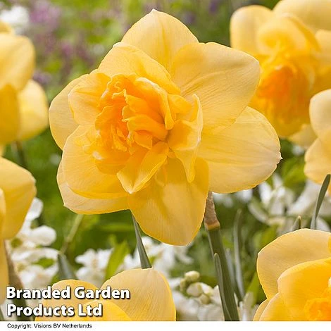 Spring Bulb Beach Collection - Image 4